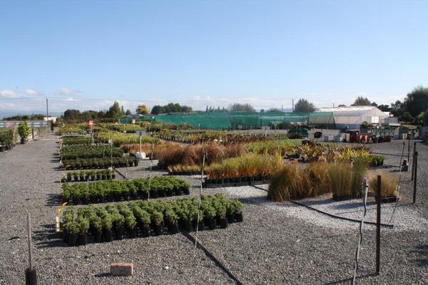 The well-established and successful Native Garden Nursery in Gisborne is for sale as a going-concern through Bayleys.